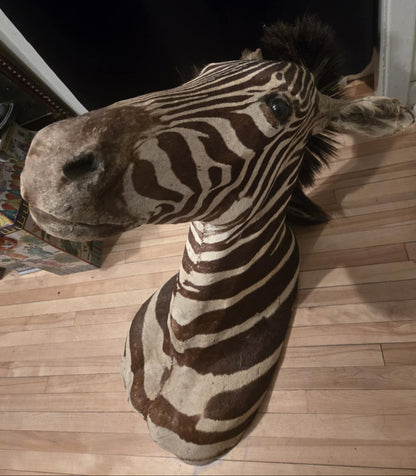 Taxidermie vintage tête de zèbre