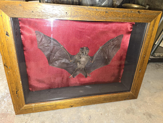 Taxidermie chauve-souris