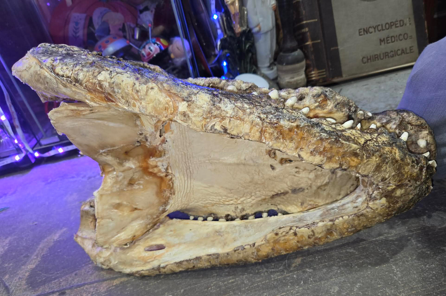 Grande tête de crocodile déshydratée