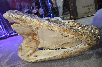 Grande tête de crocodile déshydratée