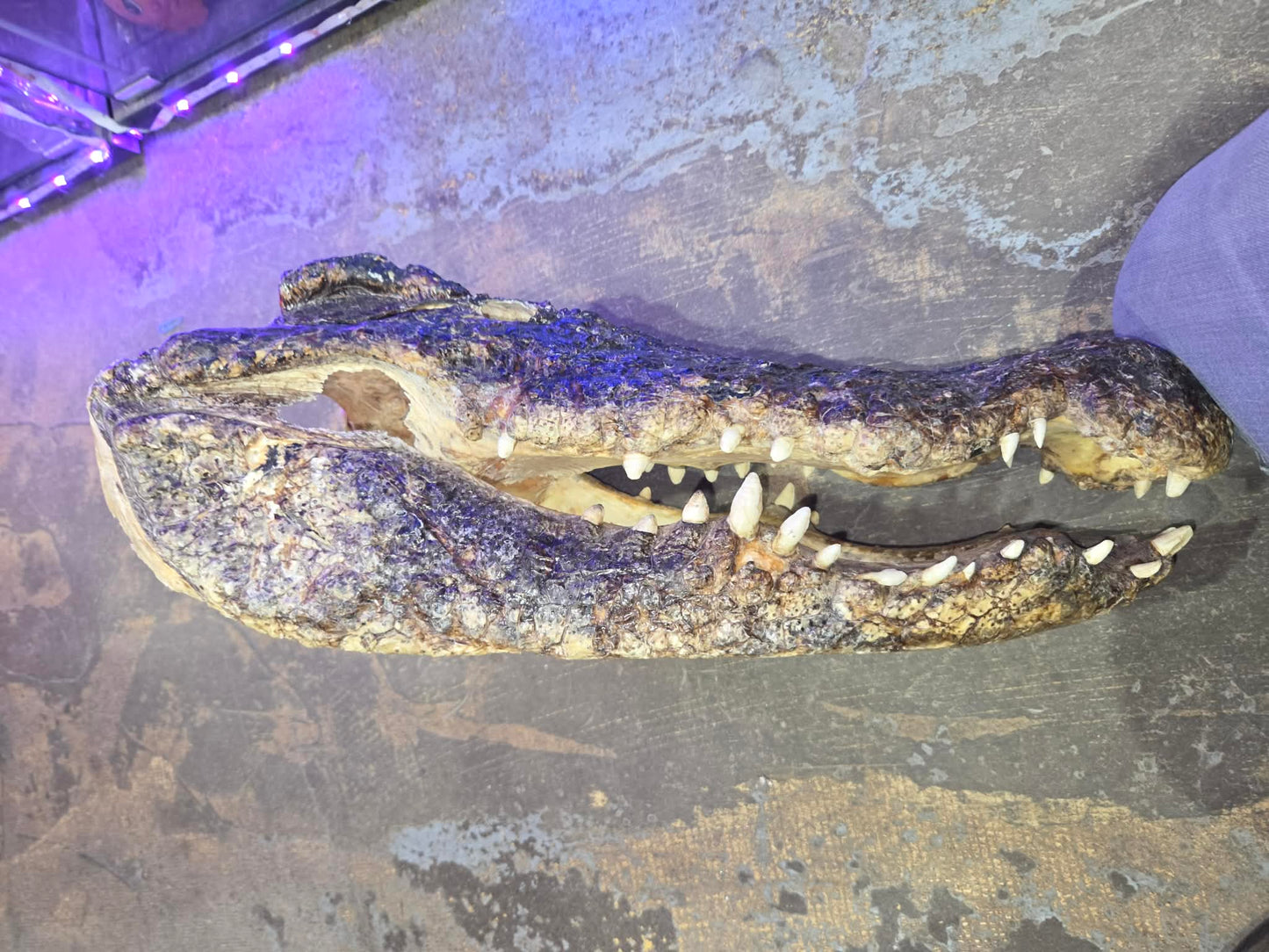 Grande tête de crocodile déshydratée