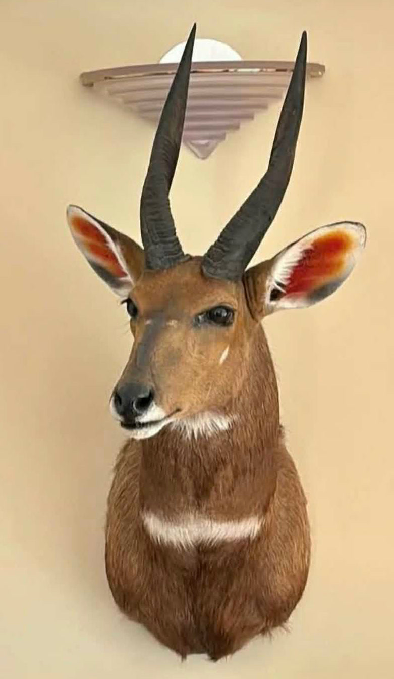 Taxidermie vintage antilope guib harnaché