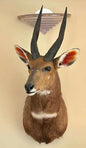 Taxidermie vintage antilope guib harnaché
