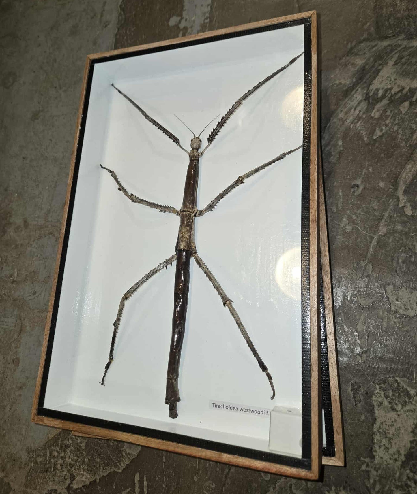 Insecte bâton naturalisé et encadré