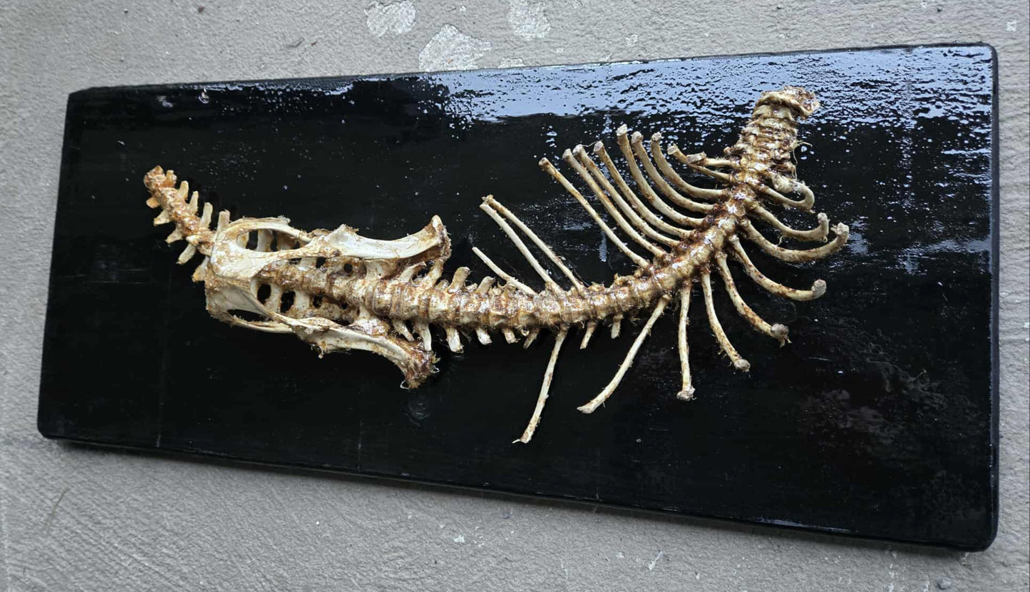 Colonne vertébrale et bassin de coyote