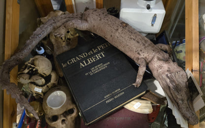 Taxidermie vintage petit crocodile