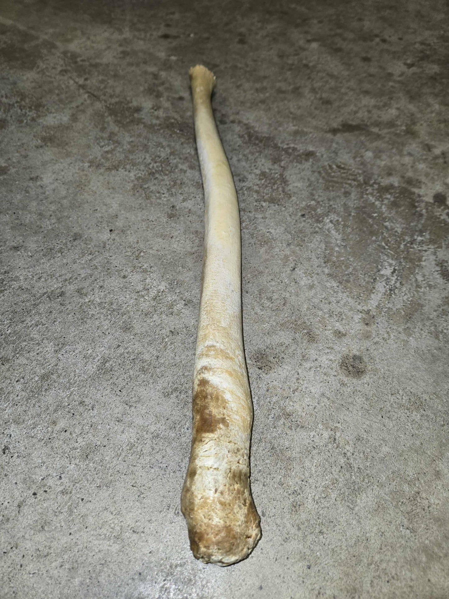 Os pénien de morse.