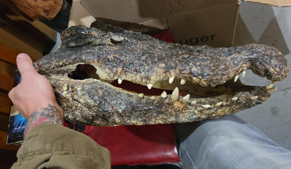 Grande tête de crocodile déshydratée