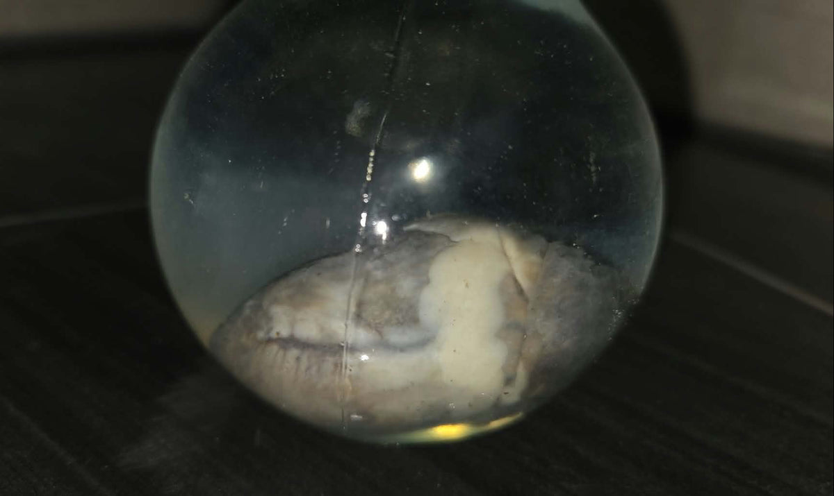 Coeur de corbeau dans le formol.