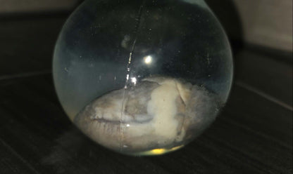 Coeur de corbeau dans le formol.