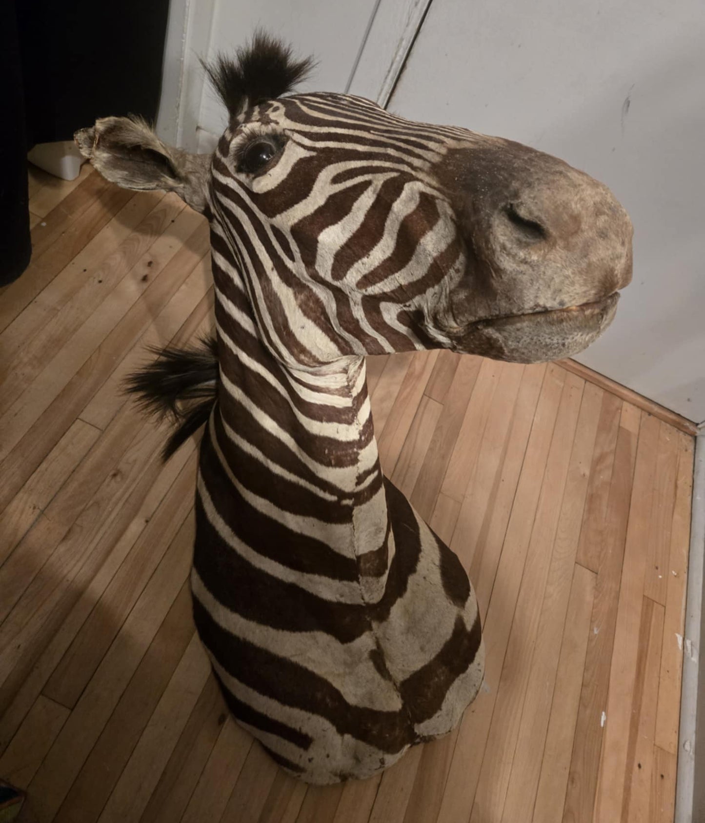 Taxidermie vintage tête de zèbre