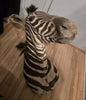 Taxidermie vintage tête de zèbre