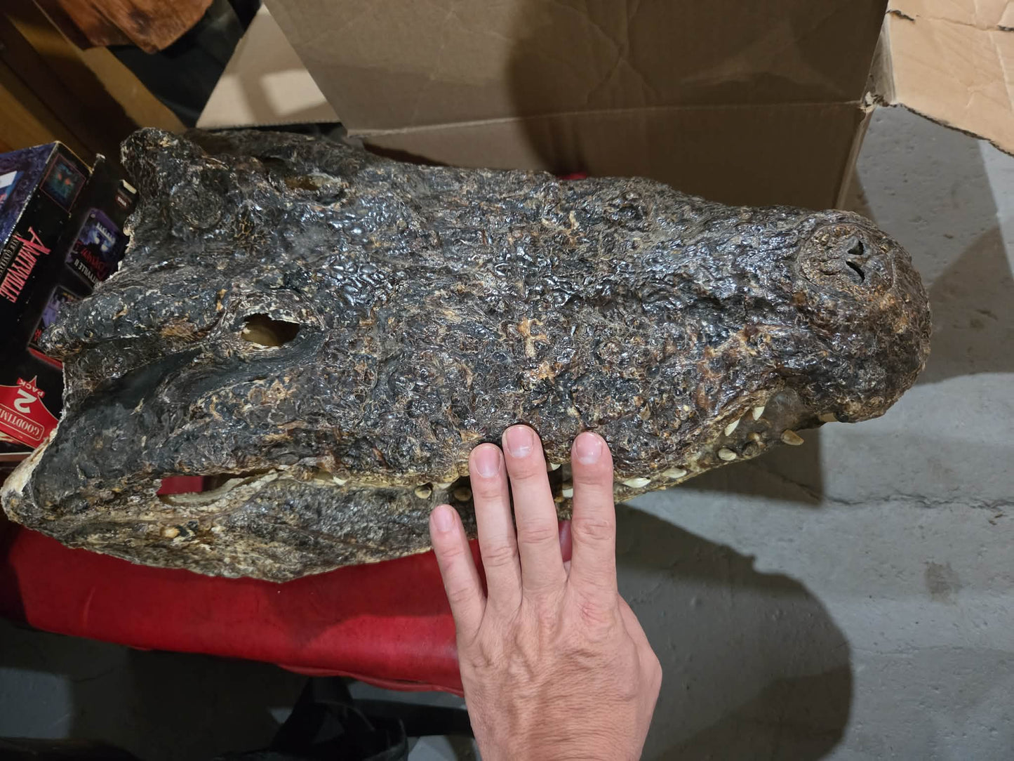 Grande tête de crocodile déshydratée