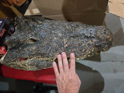 Grande tête de crocodile déshydratée