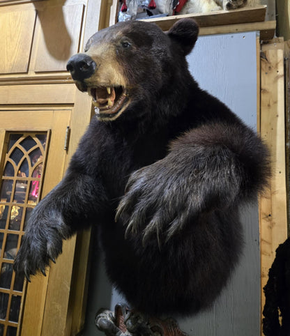Taxidermie demi-ours