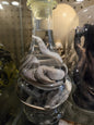 Wet specimen serpent dans un vase