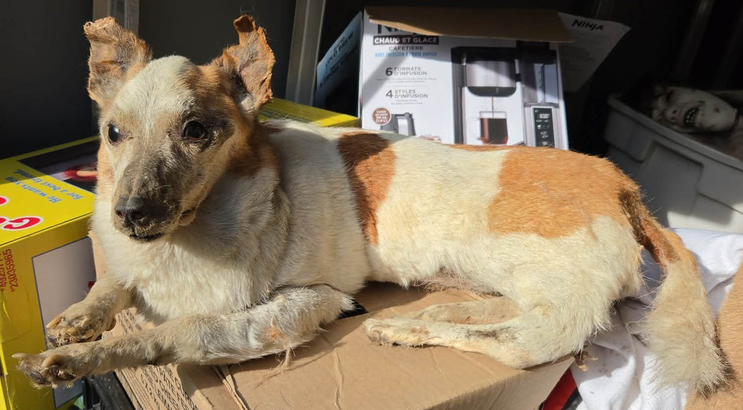 Taxidermie chien complet vintage