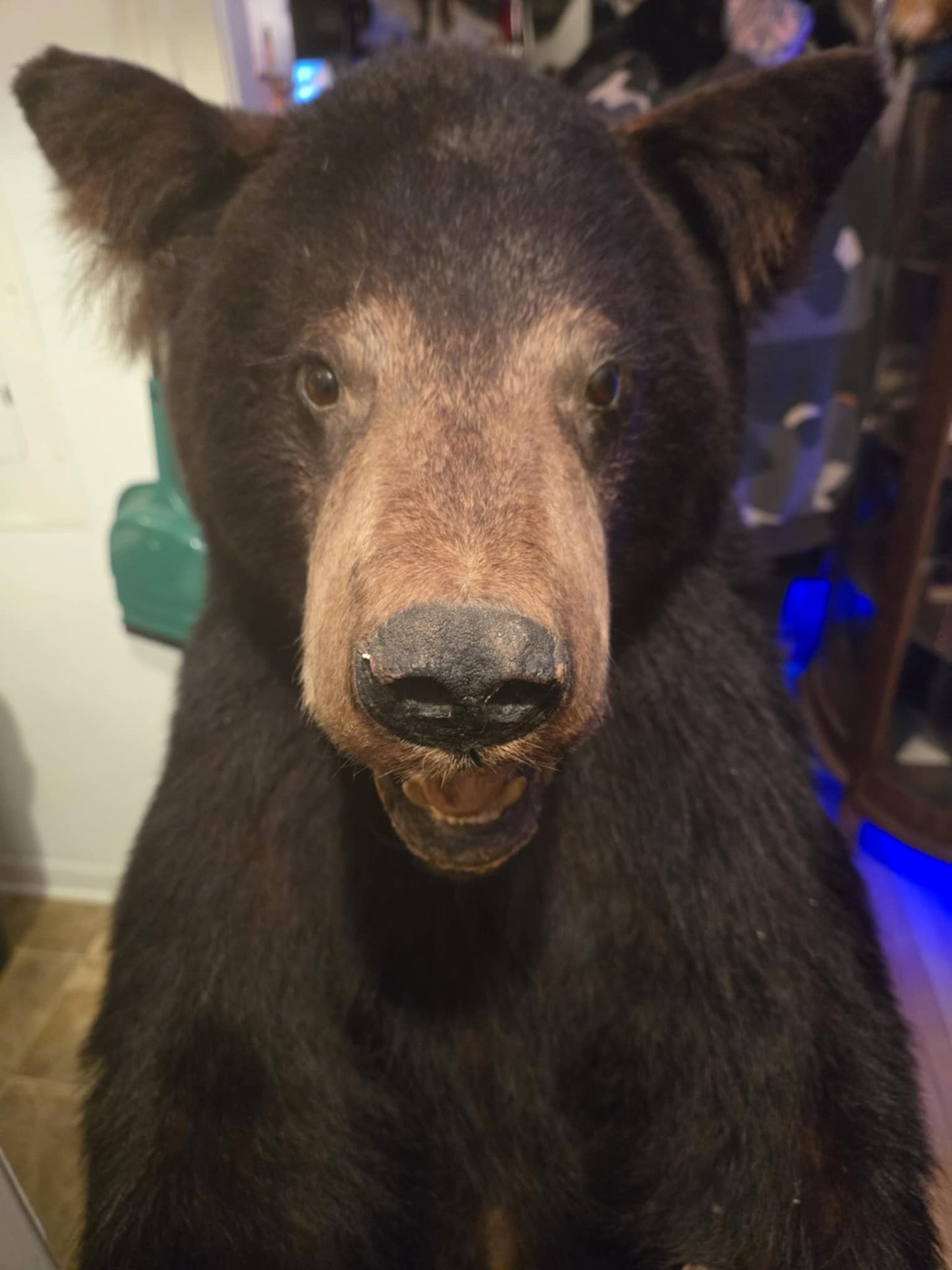 Taxidermie vintage ours complet sur socle