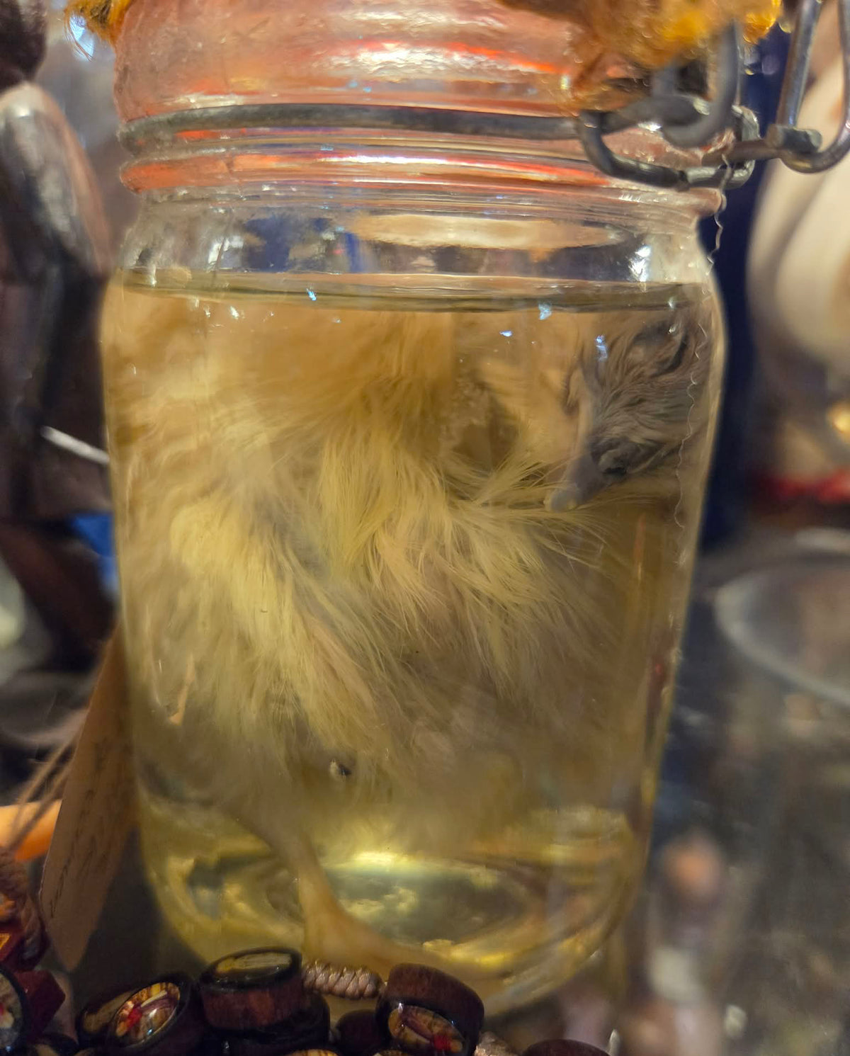 Wet specimen poussin dans le formol
