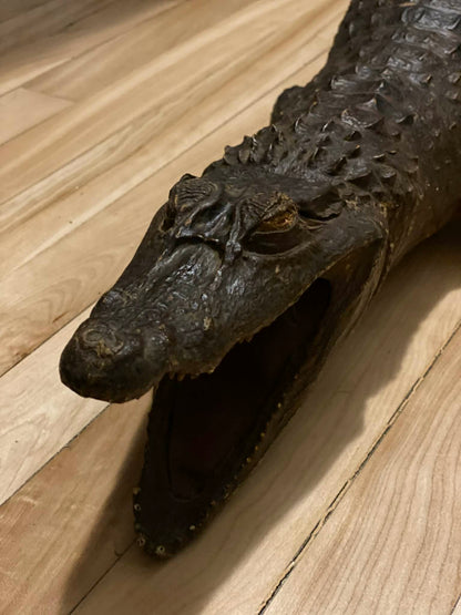 Taxidermie vintage alligator complet