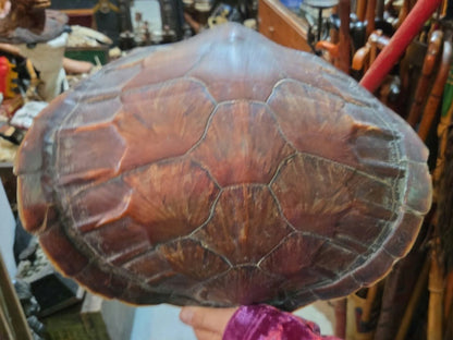 Carapace de tortue