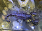 Scorpion déshydraté