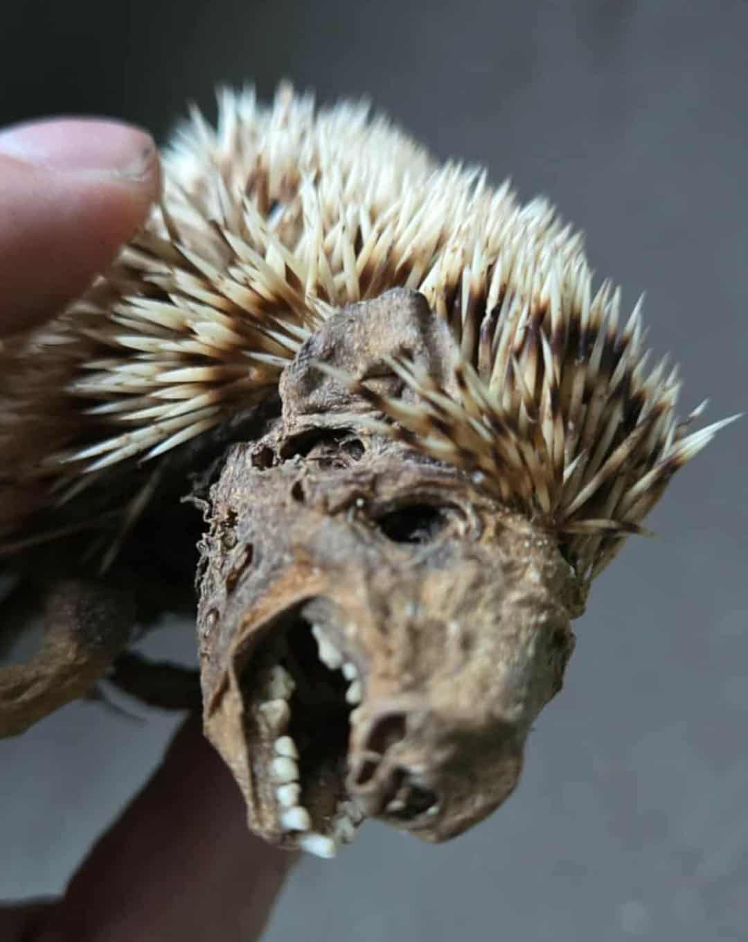 Hérisson momifié