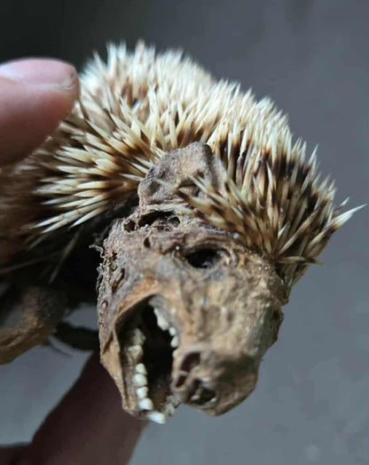 Hérisson momifié