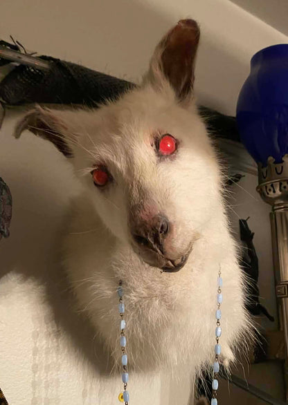 Taxidermie tête de wallaby albinos