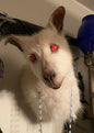 Taxidermie tête de wallaby albinos