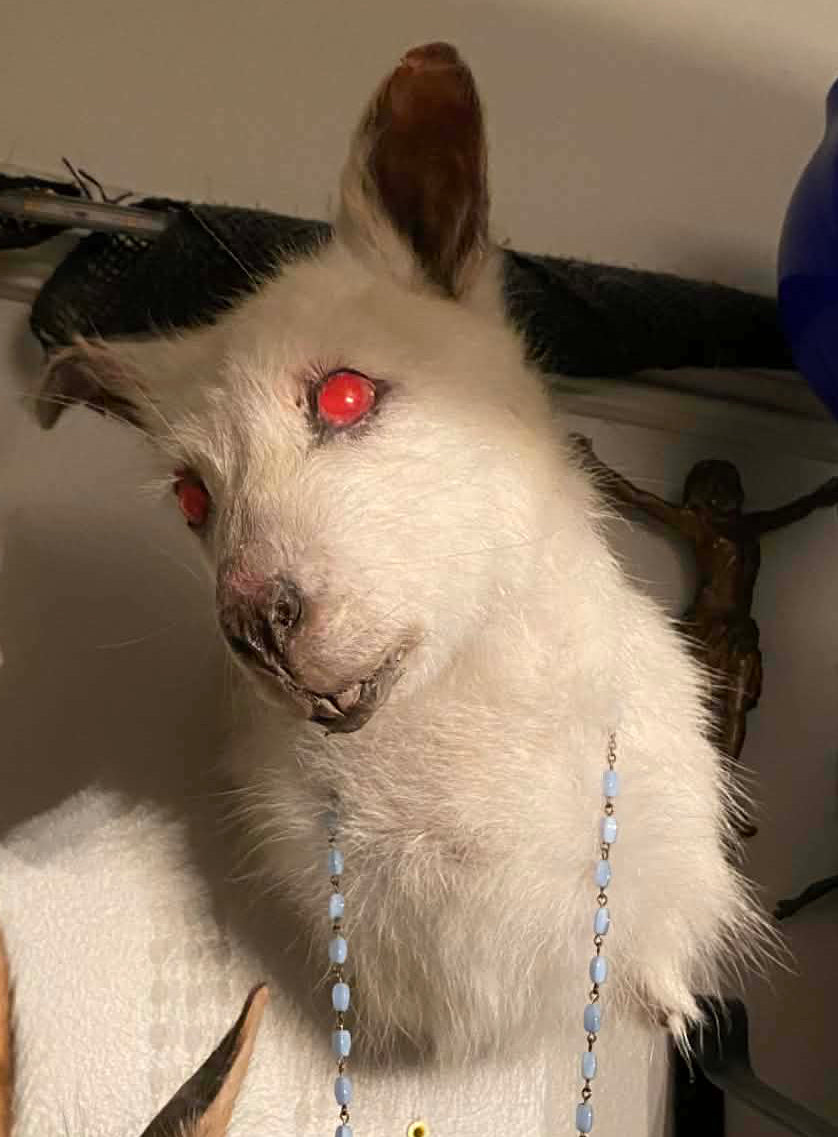 Taxidermie tête de wallaby albinos