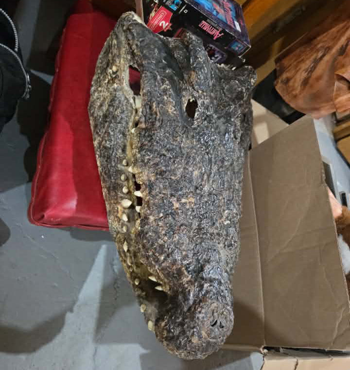 Grande tête de crocodile déshydratée