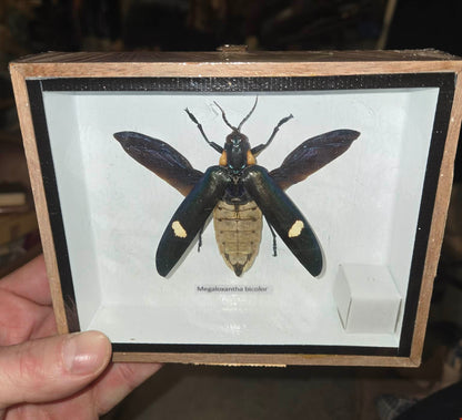 Insecte naturalisé encadré Megaloxantha bicolor