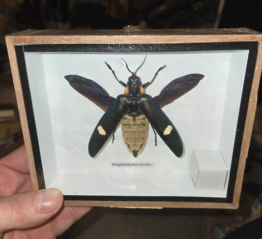 Insecte naturalisé encadré Megaloxantha bicolor