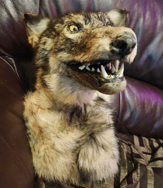 Taxidermie vintage tête de loup