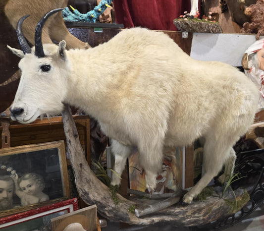 Taxidermie chèvre des montagnes.