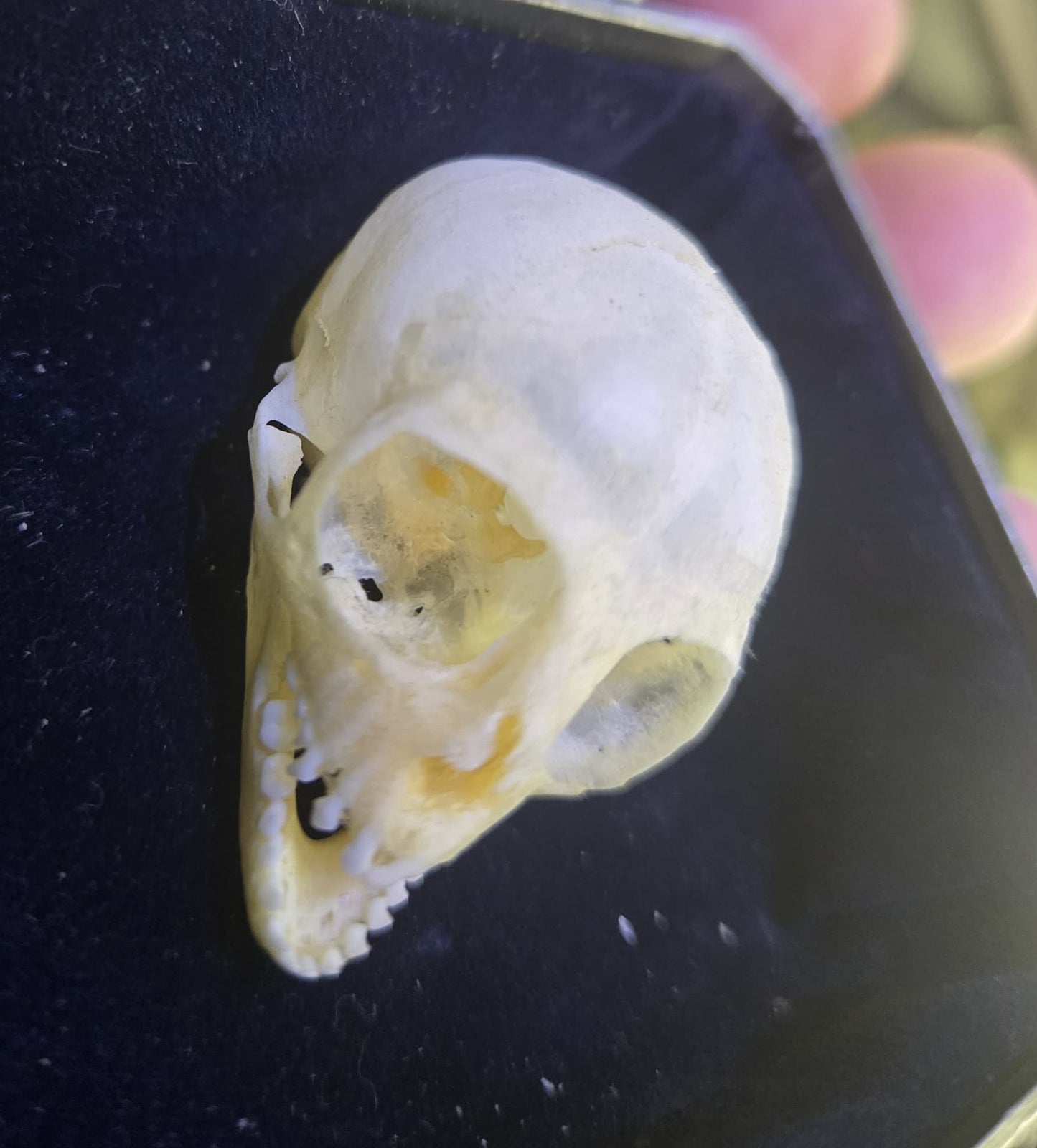 Crâne de singe vervet dans une boîte en métal