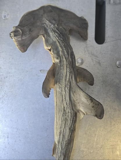 Petit requin-marteau déshydraté