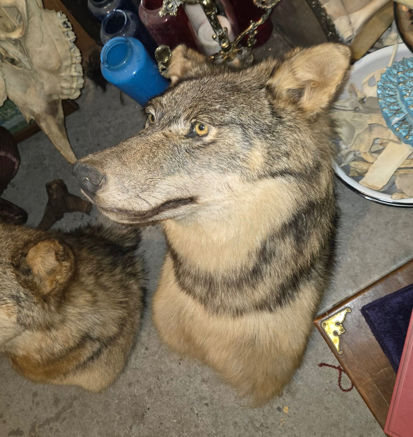 Taxidermies têtes de loup