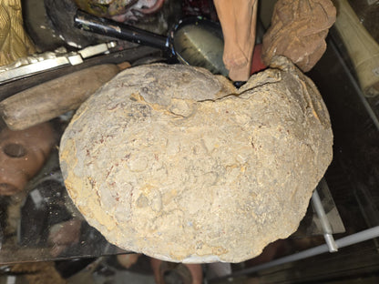 Fossile Ammonite de plusieurs millions d'années.