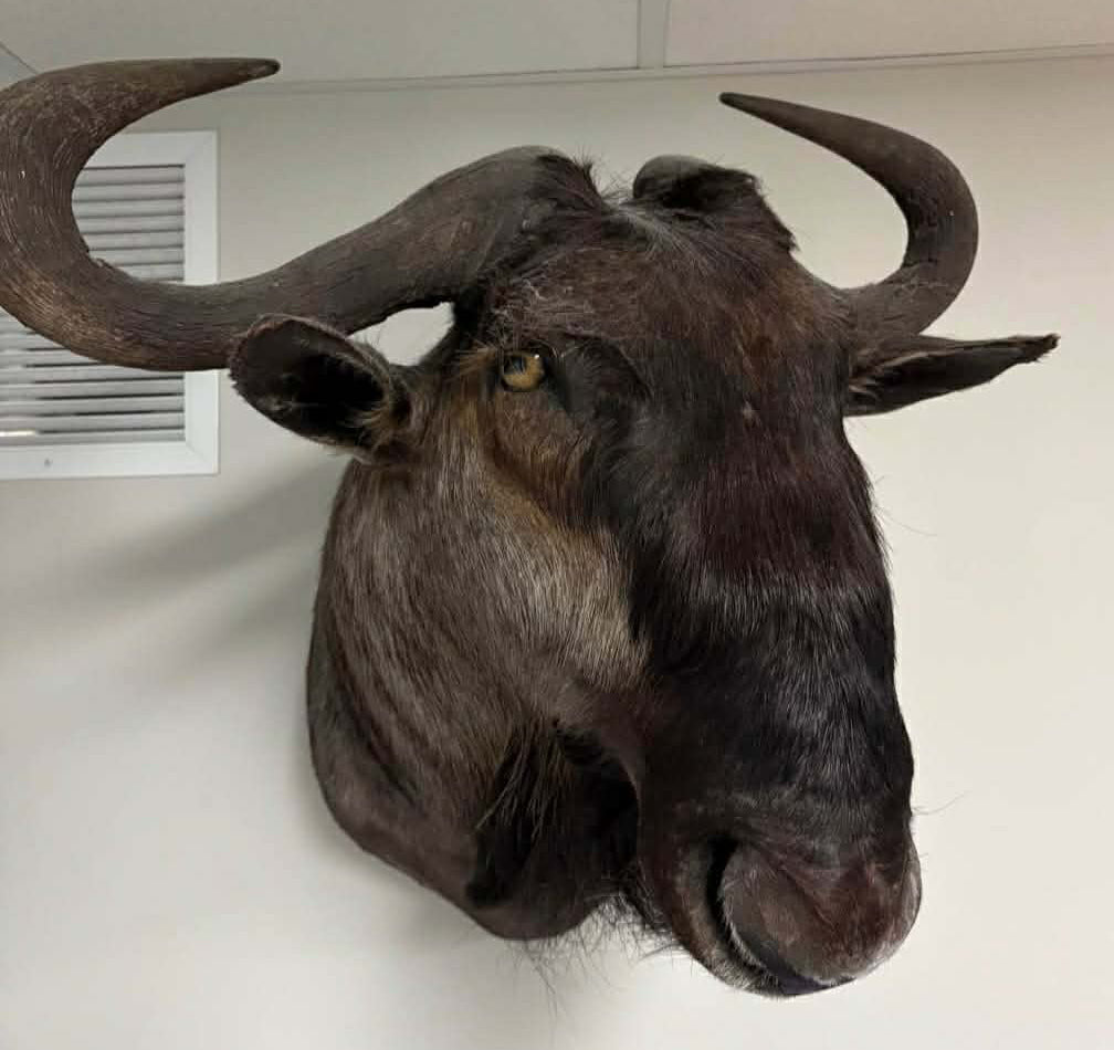Taxidermie vintage tête de gnou bleu