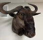 Taxidermie vintage tête de gnou bleu