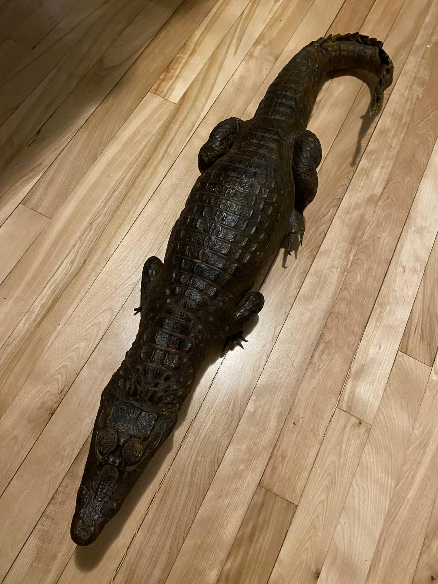 Taxidermie vintage alligator complet