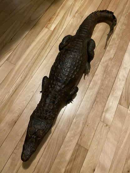 Taxidermie vintage alligator complet