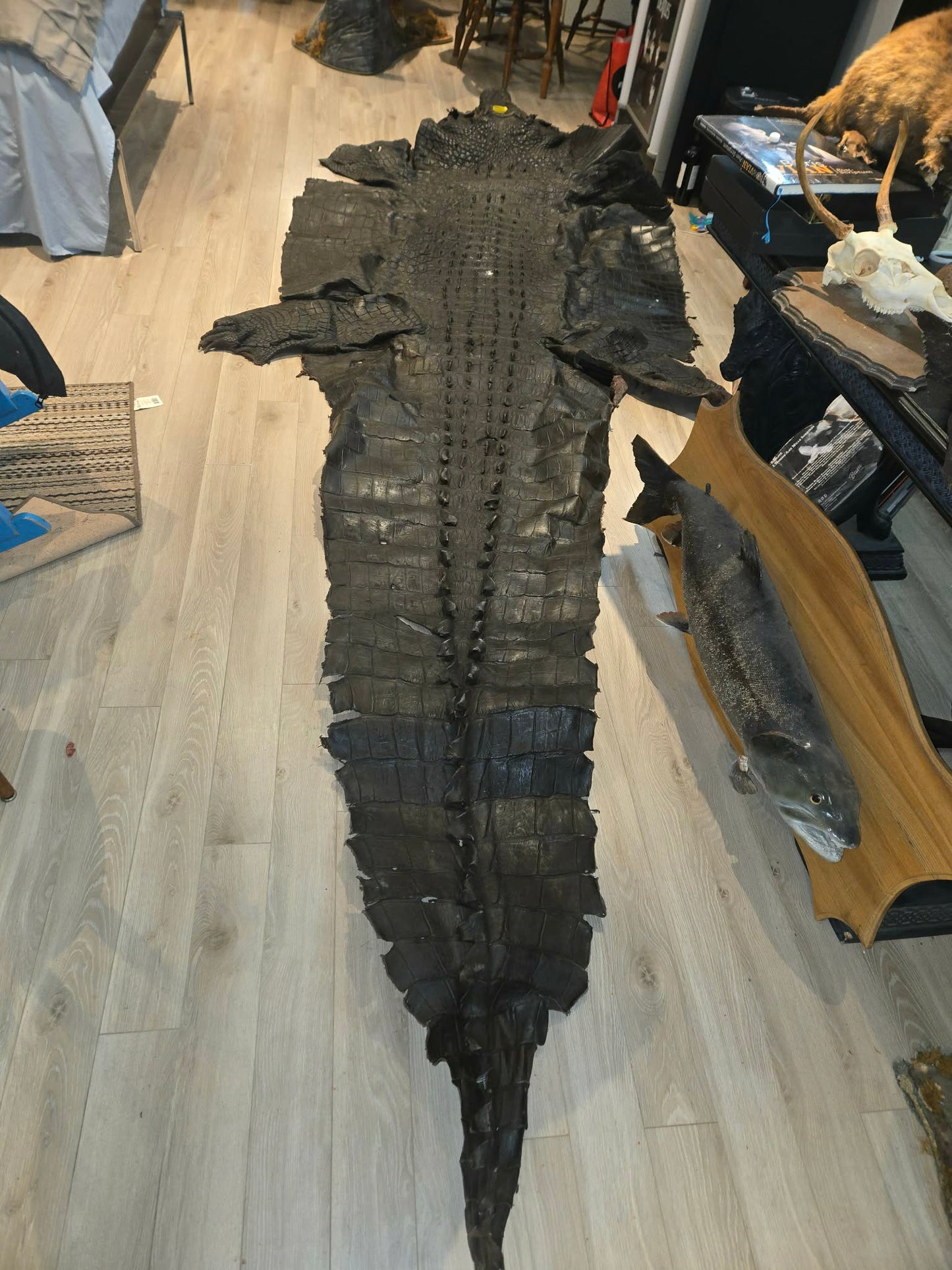 Grande peau de crocodile vintage