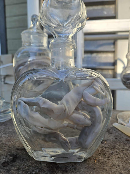 Wet specimen serpents dans le formol