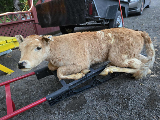 Veau empaillé.