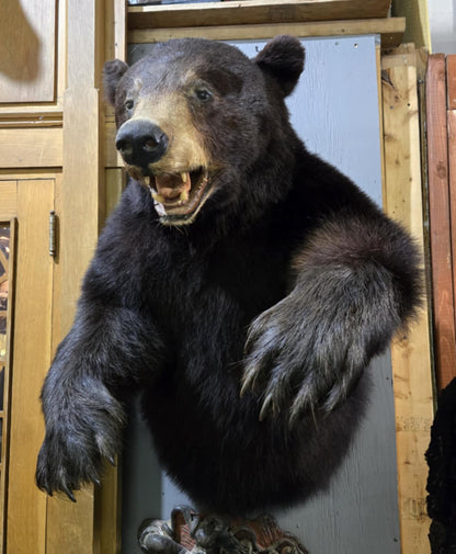 Taxidermie demi-ours