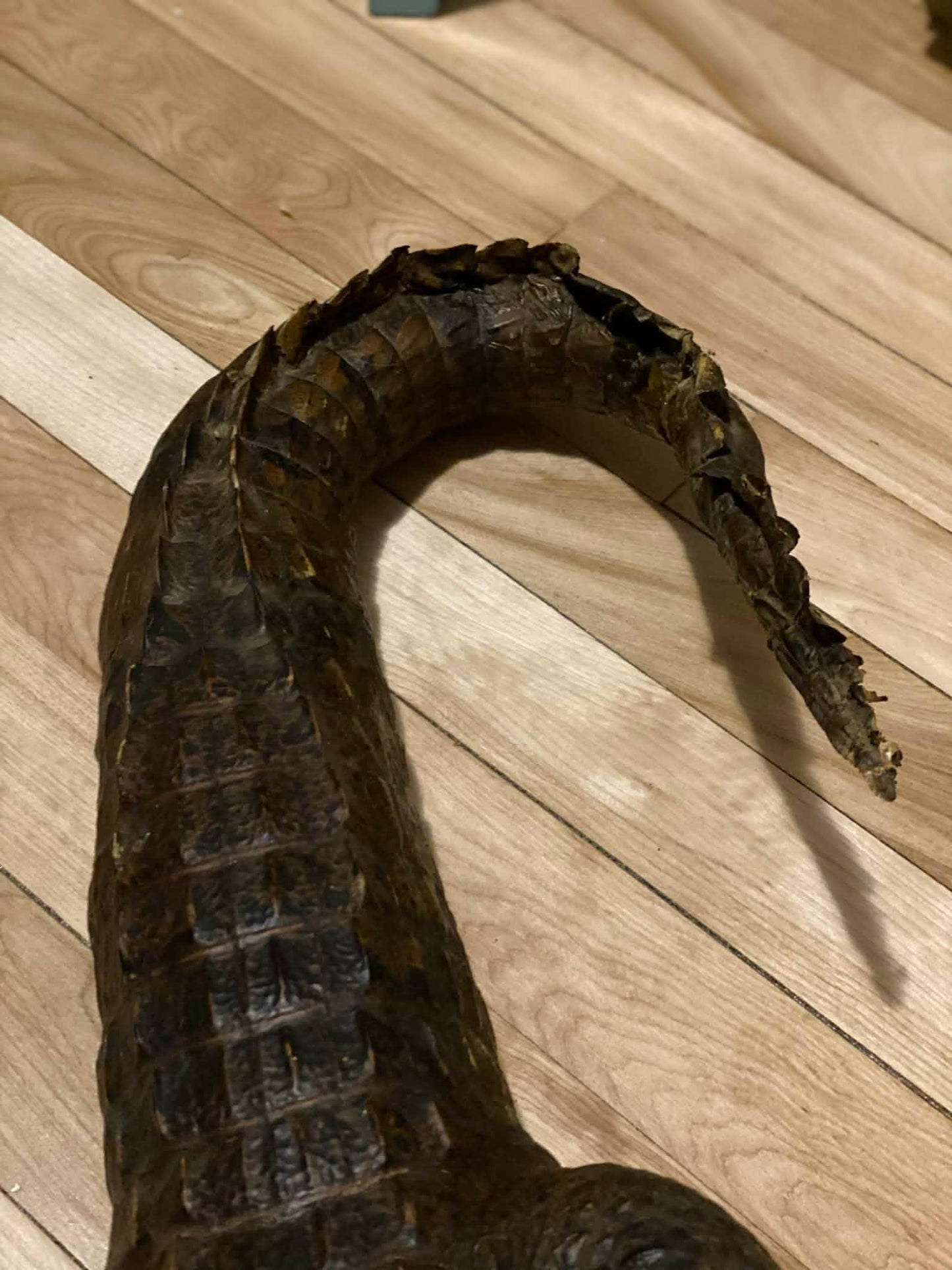 Taxidermie vintage alligator complet