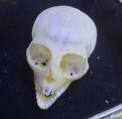 Crâne de singe vervet dans une boîte en métal